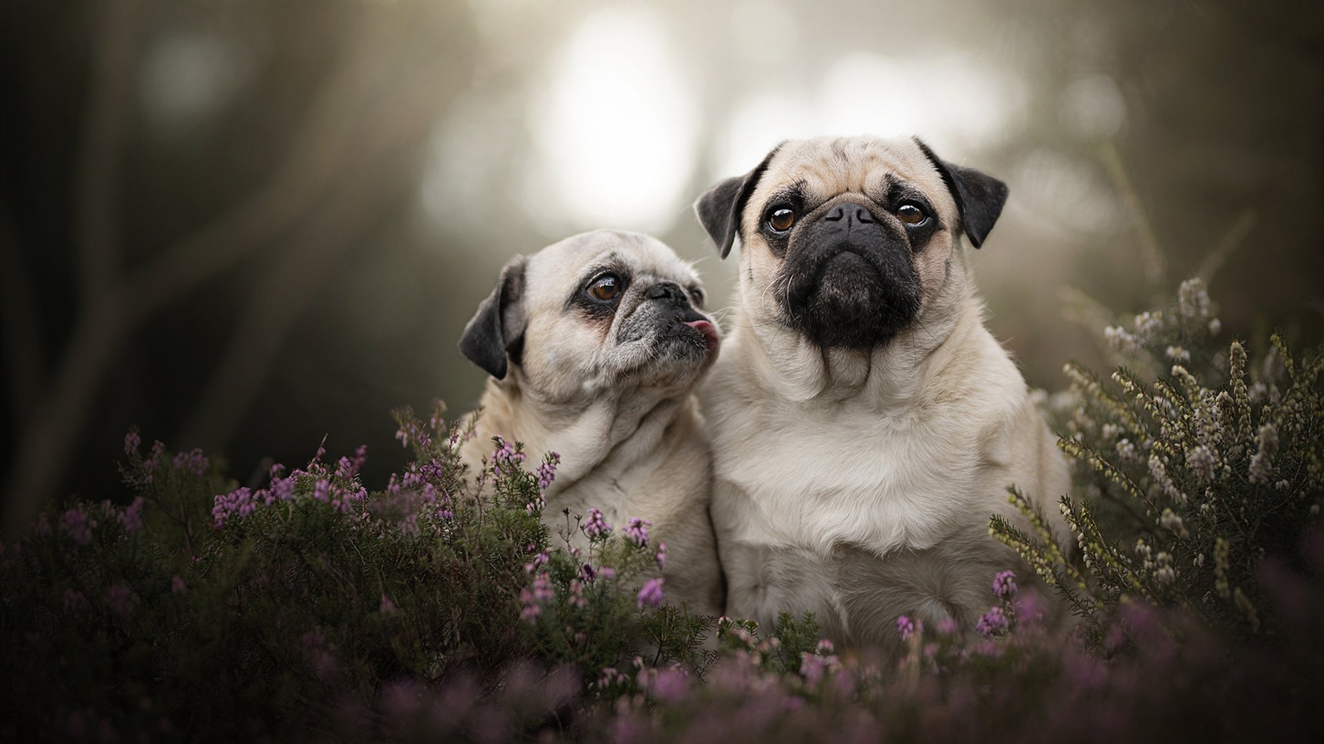 “攻防瞬间，精彩纷呈：这些比赛片段你绝对不能错过！”，攻防比赛环境搭建