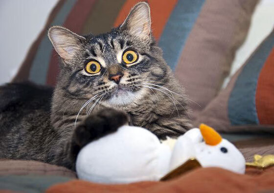 哈兰德连续21场破门，英超领头羊的火力炸裂，哈兰德足球