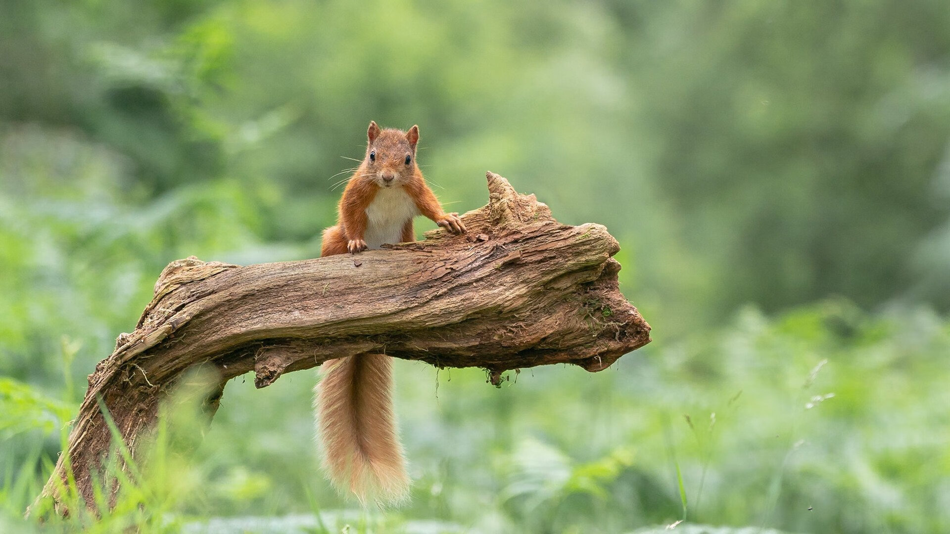 绿色节能灯光系统在足球场普及,节能减排成新常态,绿色节能灯具