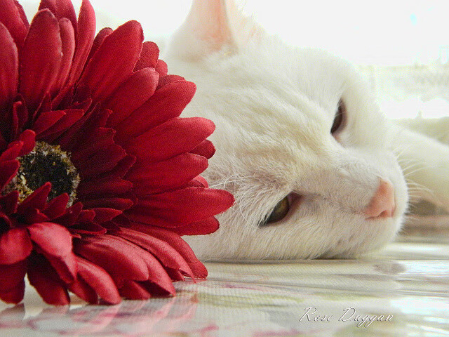 英超裁判争议事件频发,影响联赛稳定,英超裁判年龄限制