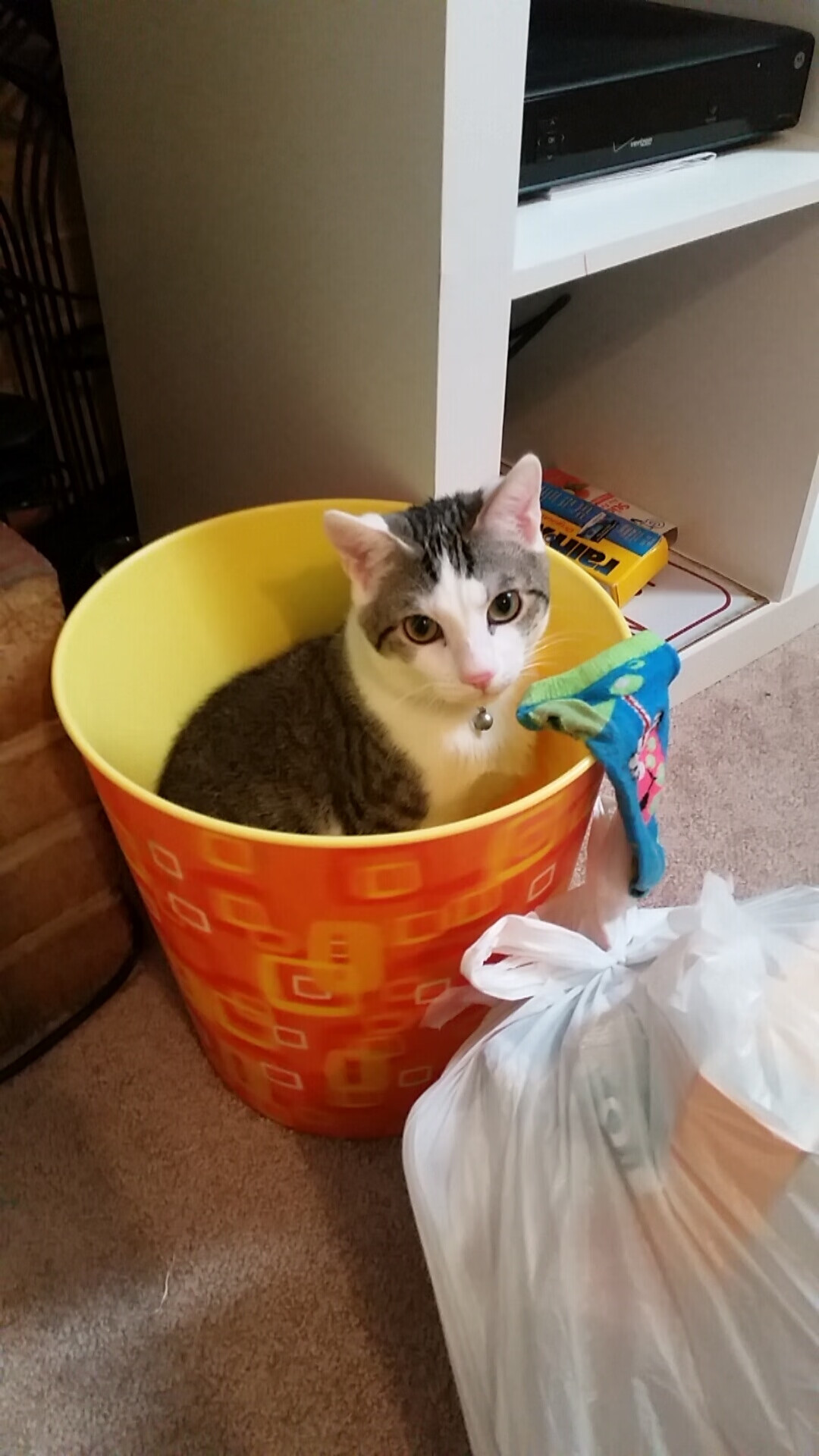 荣誉之战：冠军争夺中的激烈博弈，荣誉之战综艺