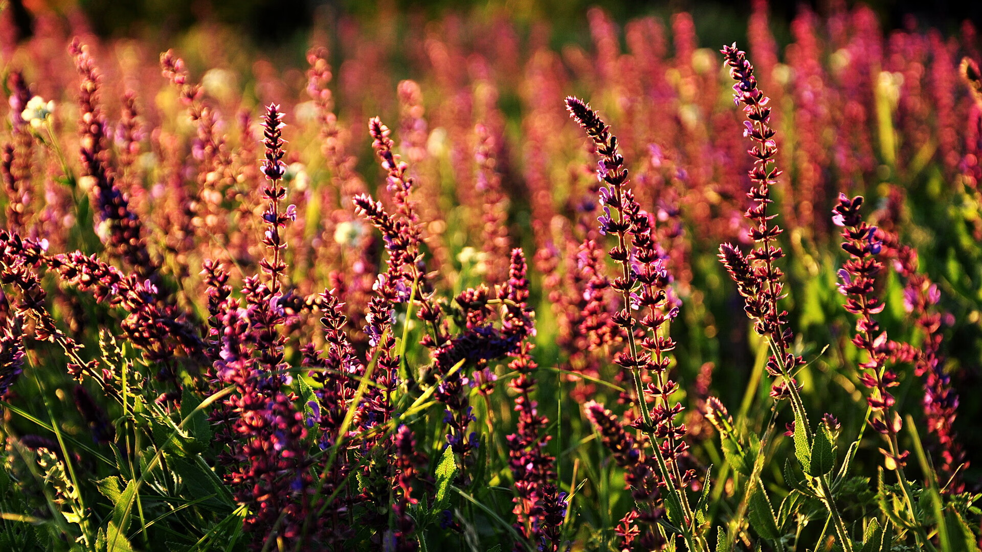 赛季热度:球迷最关注的焦点比赛Top10,球馆焦点