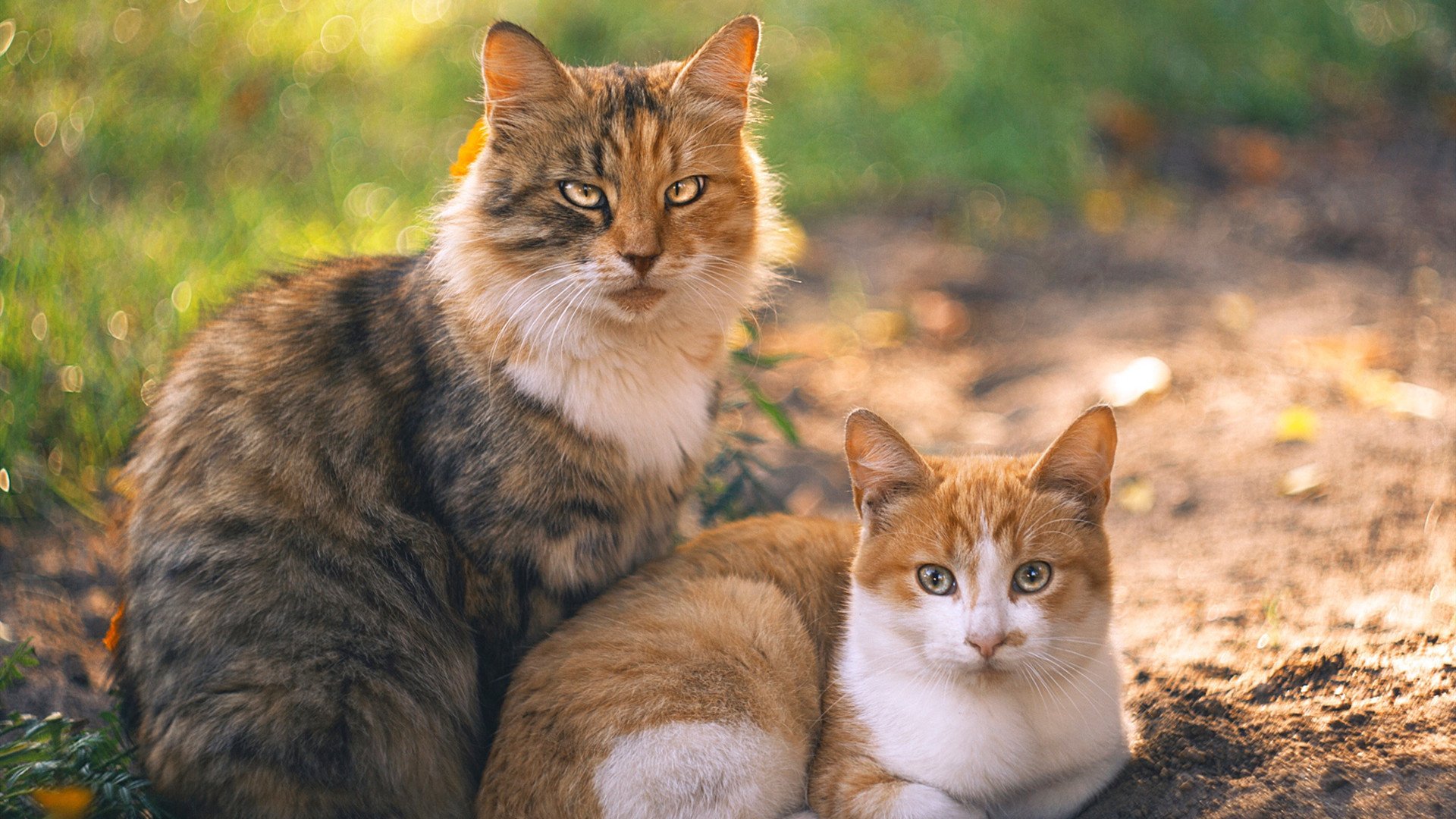 赛季闪光点：运动精神的极致表现