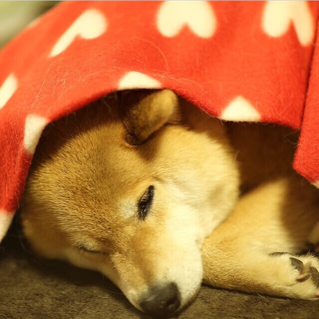 青少年裁判员“实战演练+能力提升”模式在全国部分地区快速推广