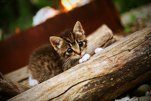 皇马主场2-1战胜马竞，德比战取胜，皇马2_0马竞