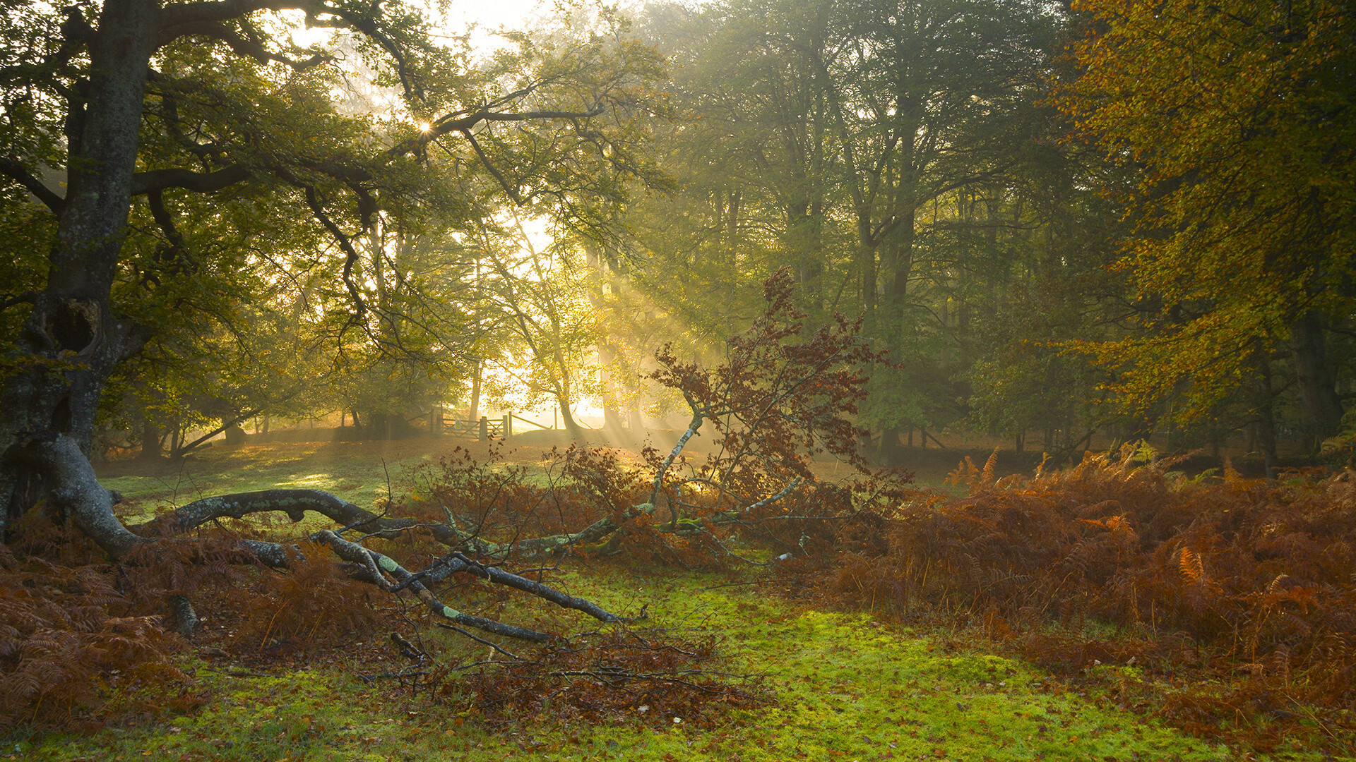 非洲青年篮球发展计划启动，非洲篮球强国