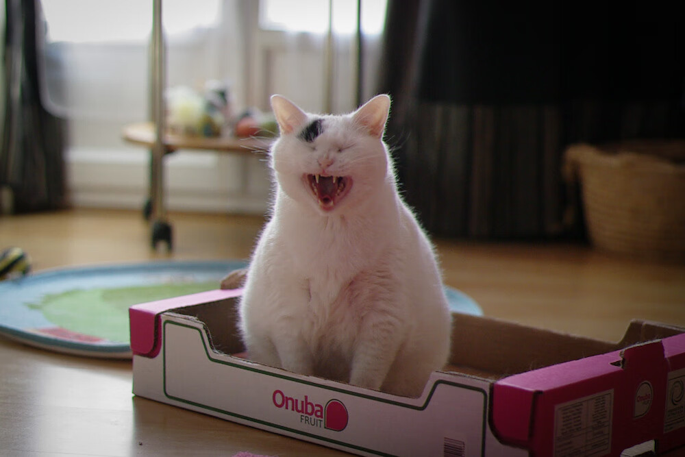 “四川省体育馆拳击赛:全球拳击迷的热血之约,谁能用拳头书写传奇?”