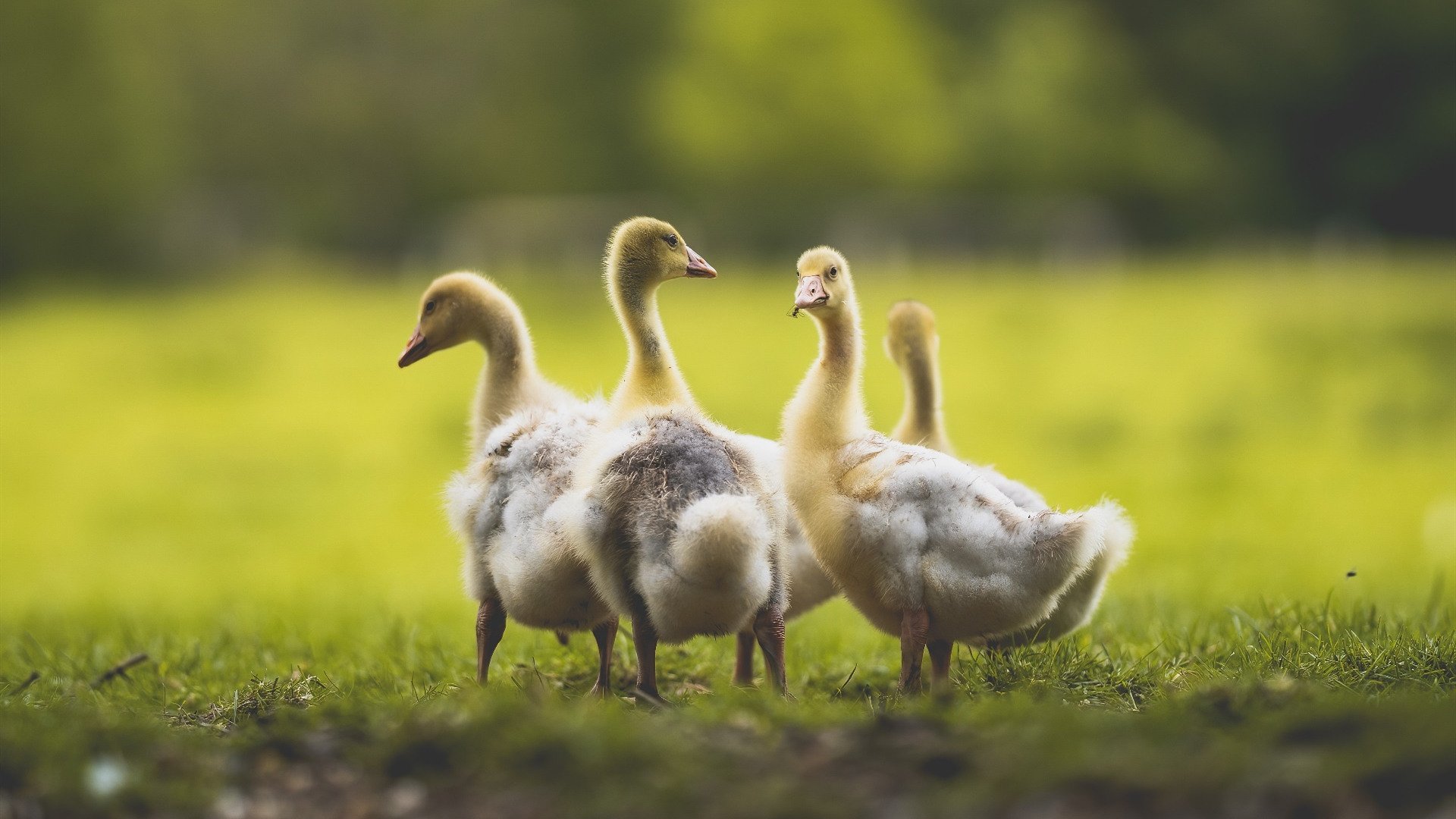 朗斯边翼结合打出犀利反击推动比赛节奏，朗斯啥意思