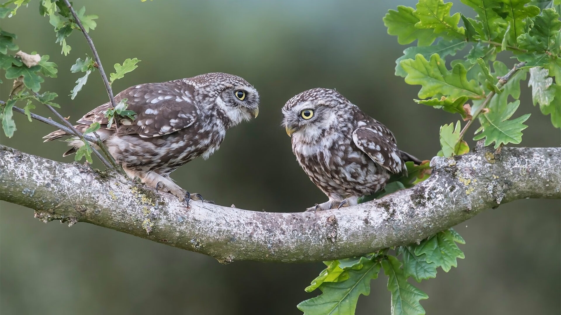 运动员日常营养标准首次公开发布，运动员营养要求