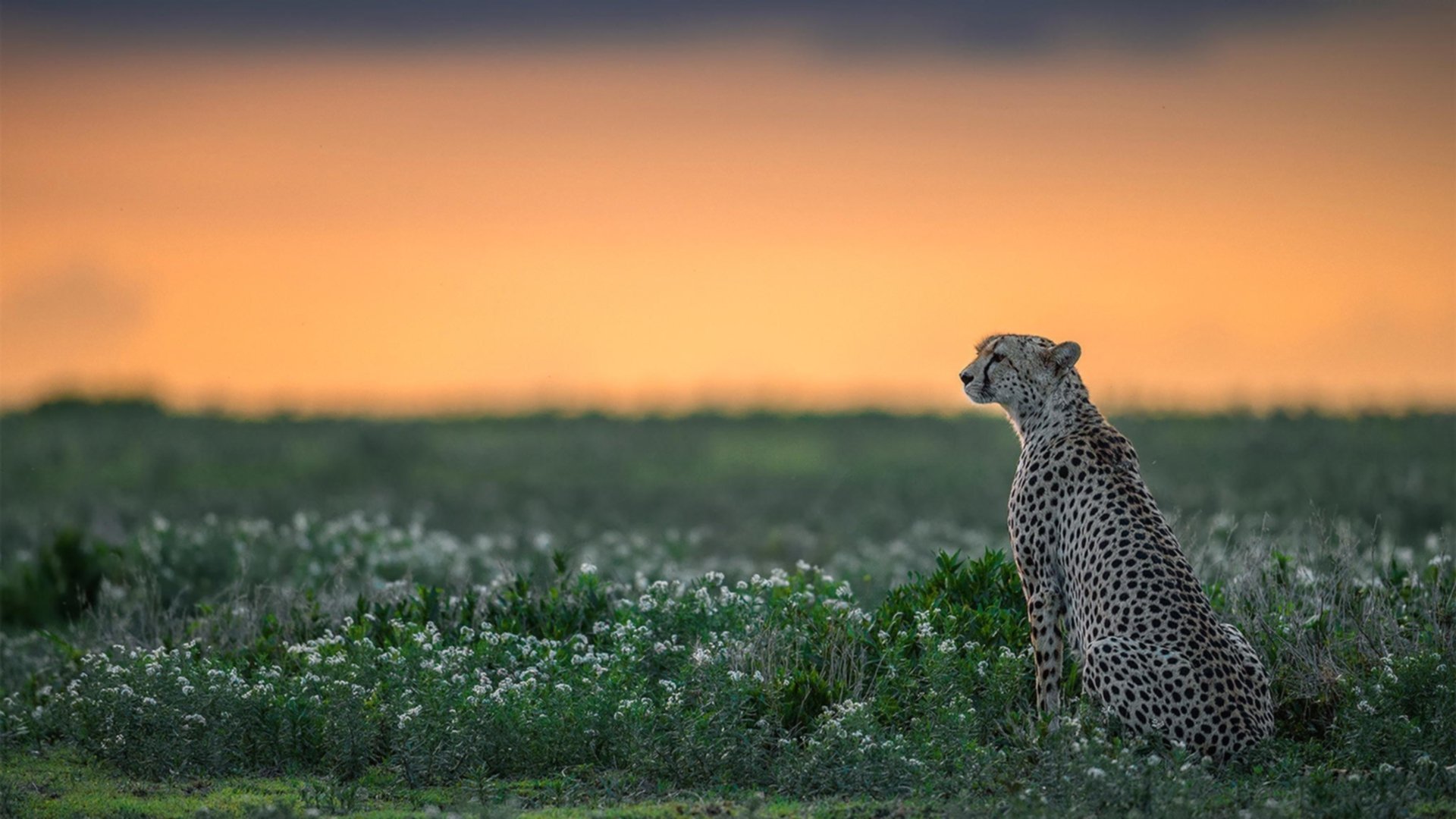 自由泳短距离比利时选手冲进四强，自由泳比赛视频慢放